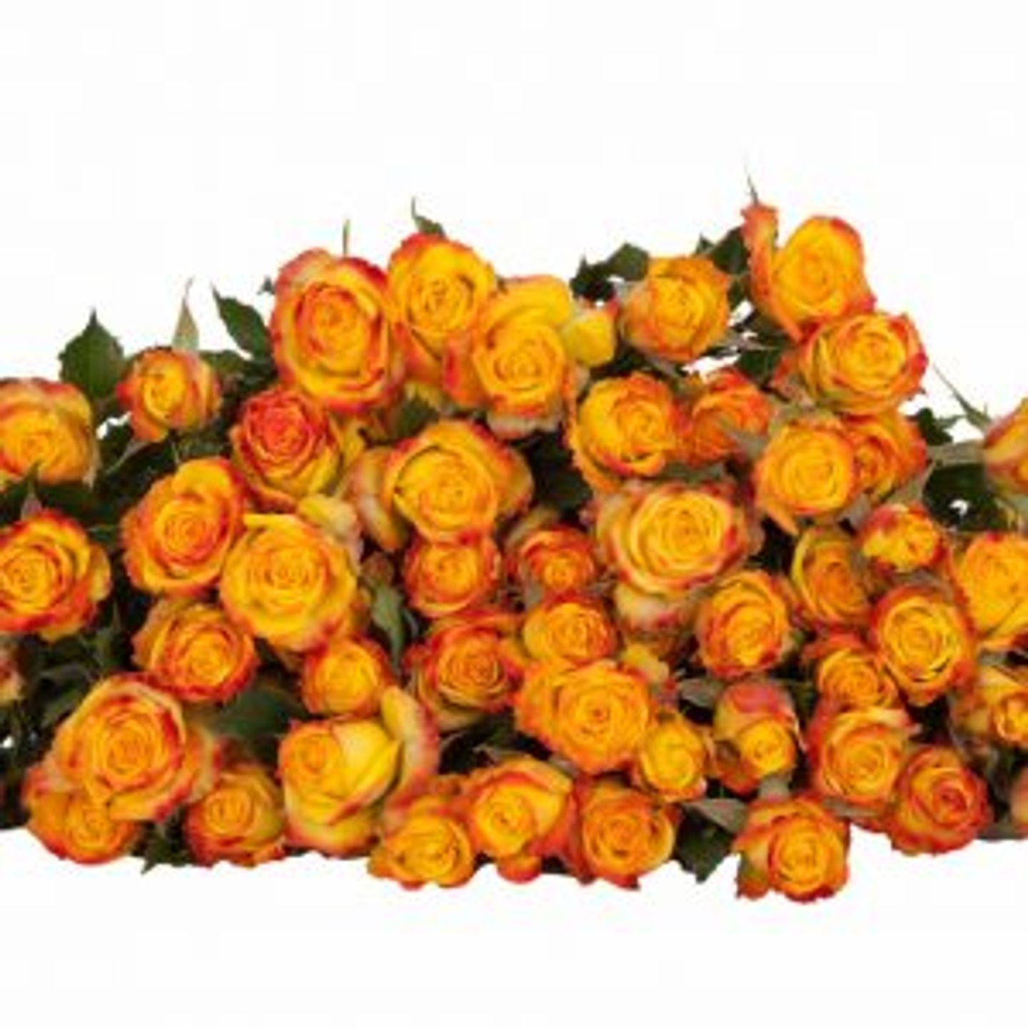 A15 Yellow Spray Rose 10 Stem