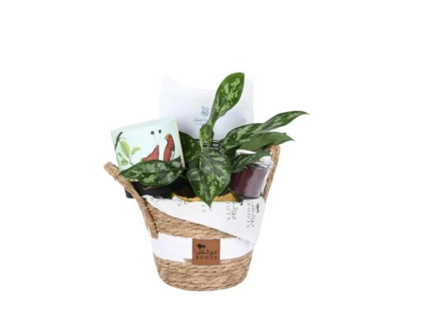 43  Aglonima Plant Basket