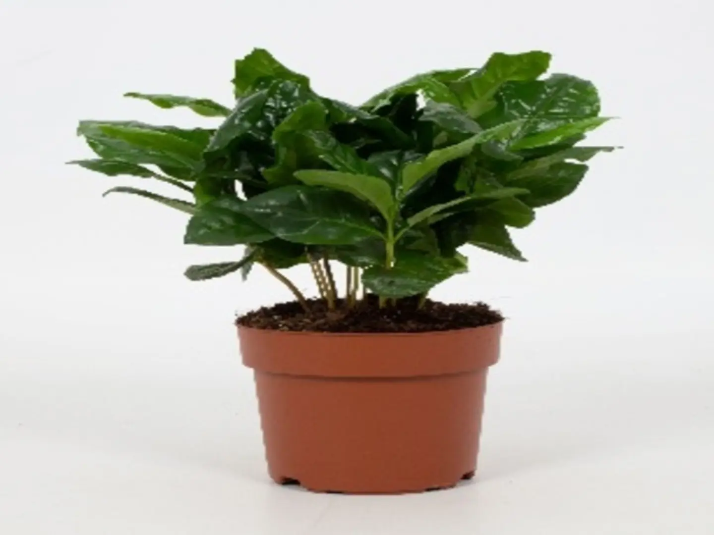 Coffea Arabica P12