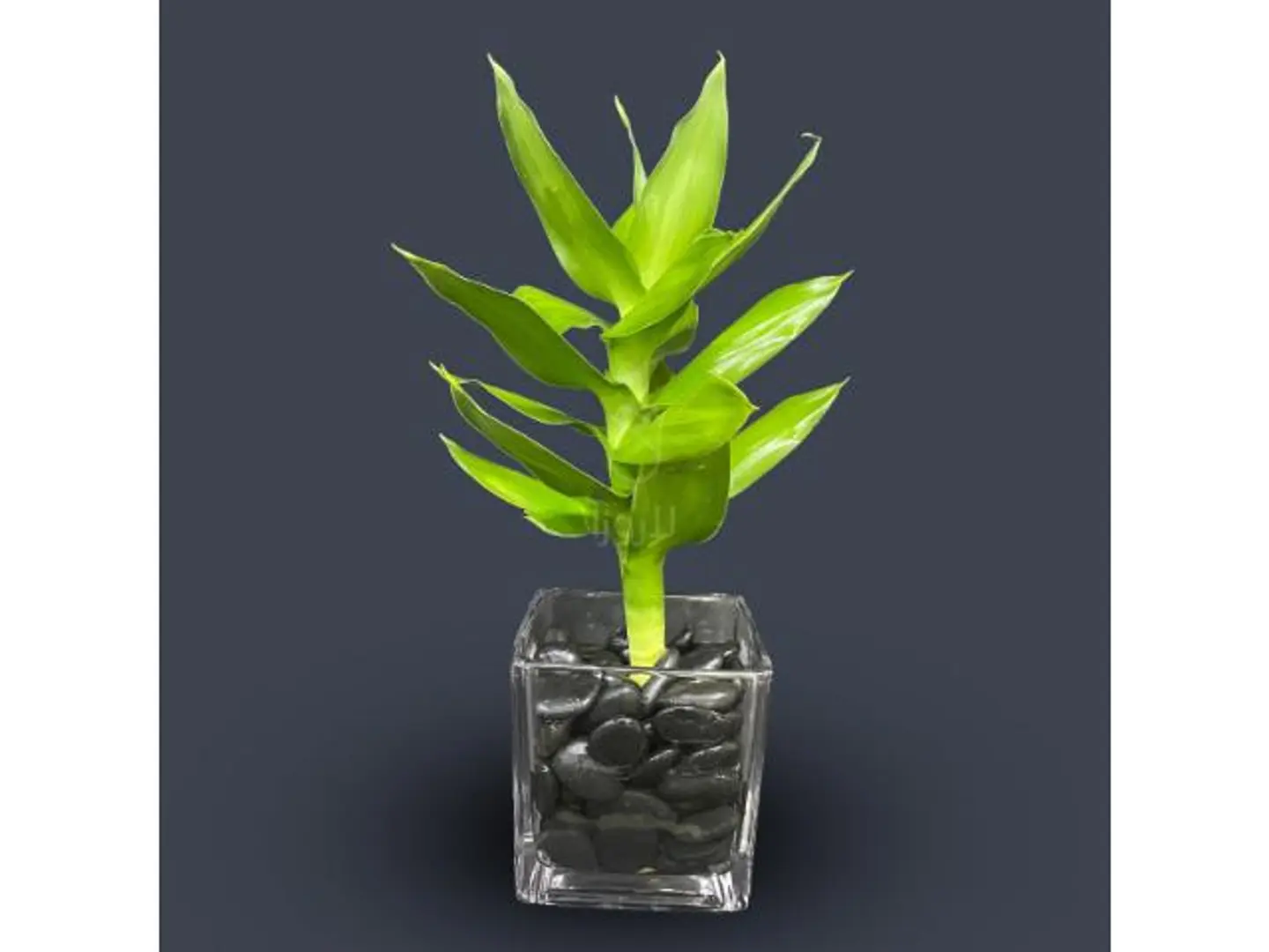 نباتات داخلية 2