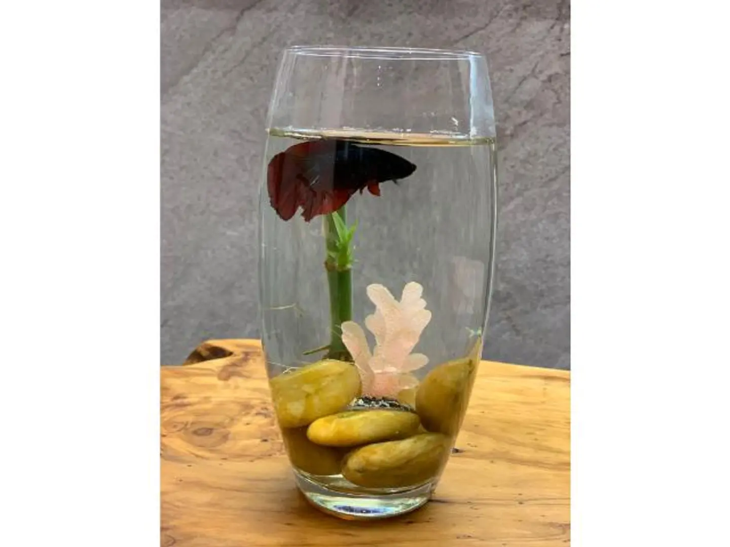 Fish Vase 2