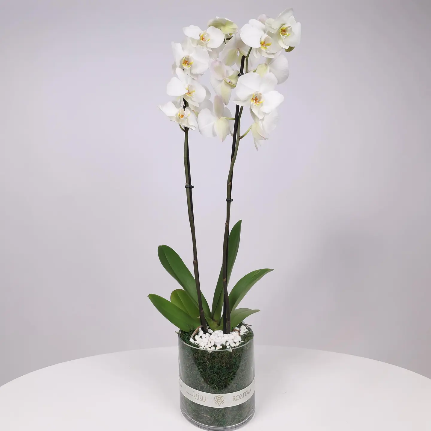 فازة ورد أوركيد أبيض - اوركيد فاخرة