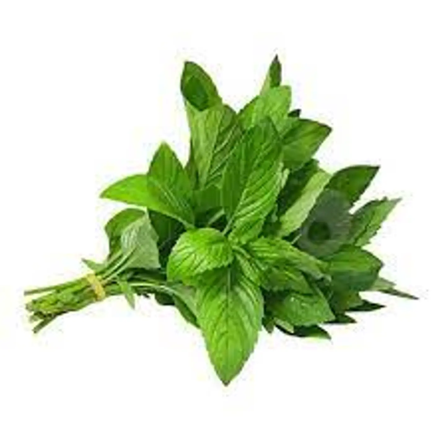 ربطة نعناع