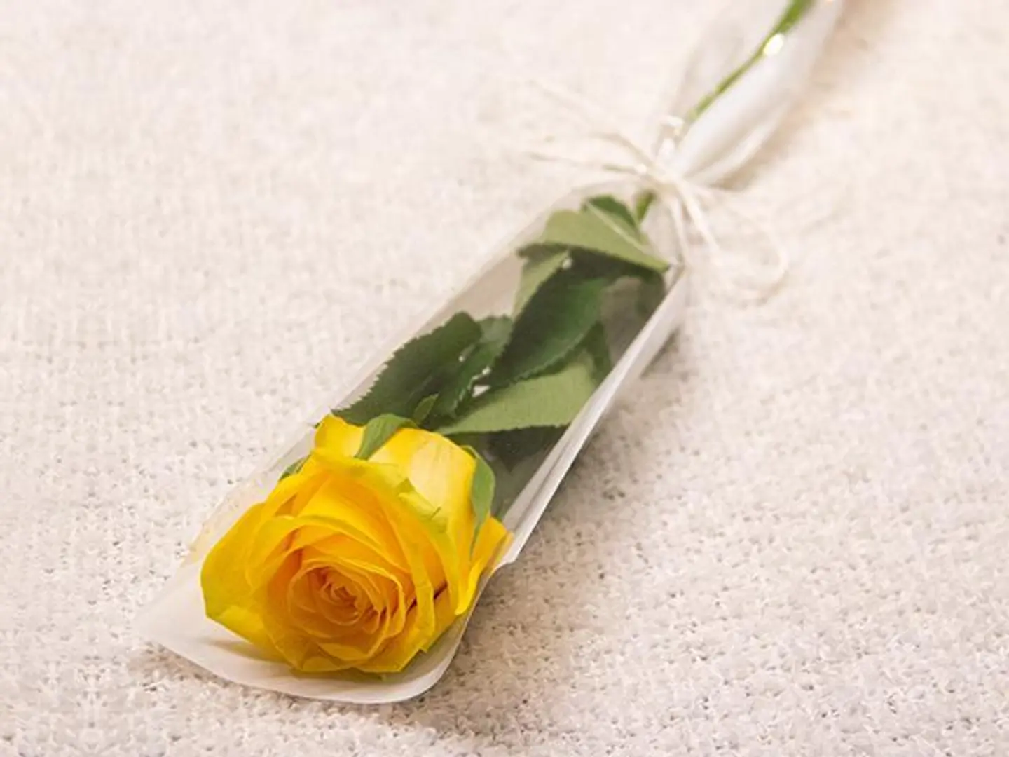 Yellow Rose