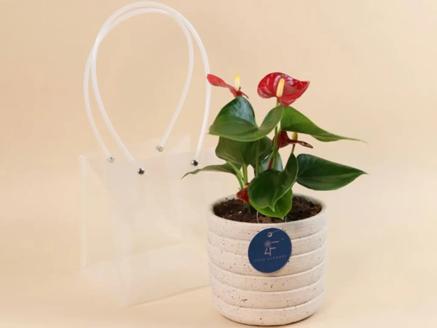 Anthurium Plant Red