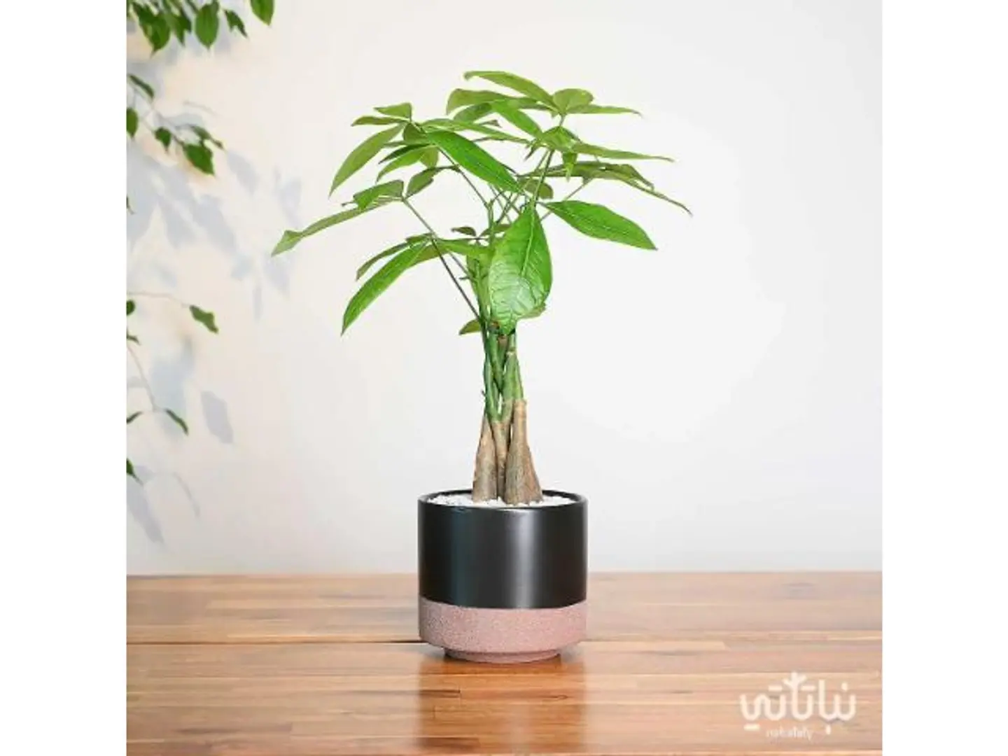 Pachira Black Ceramic