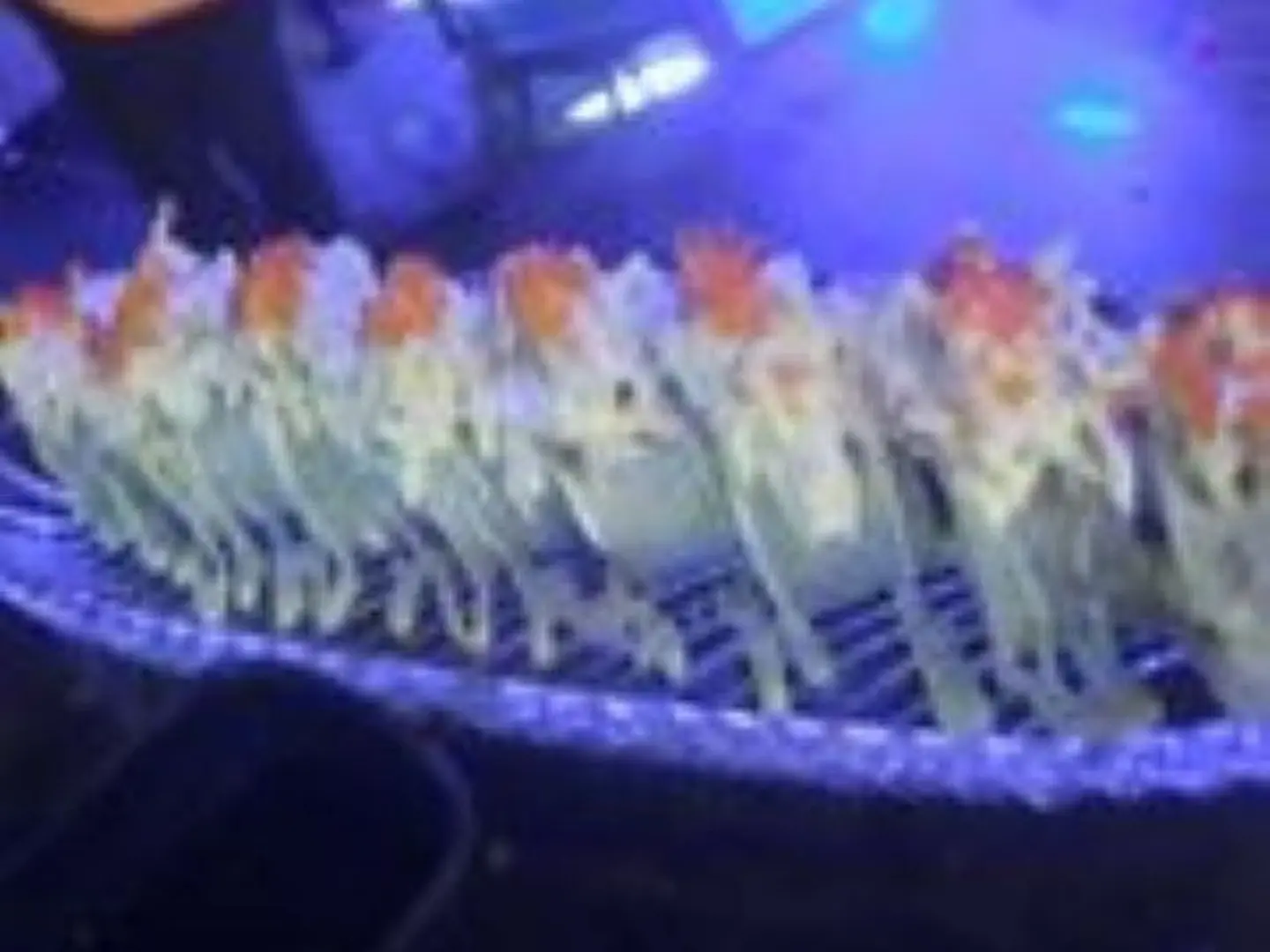 Crazy California Roll (8pcs)