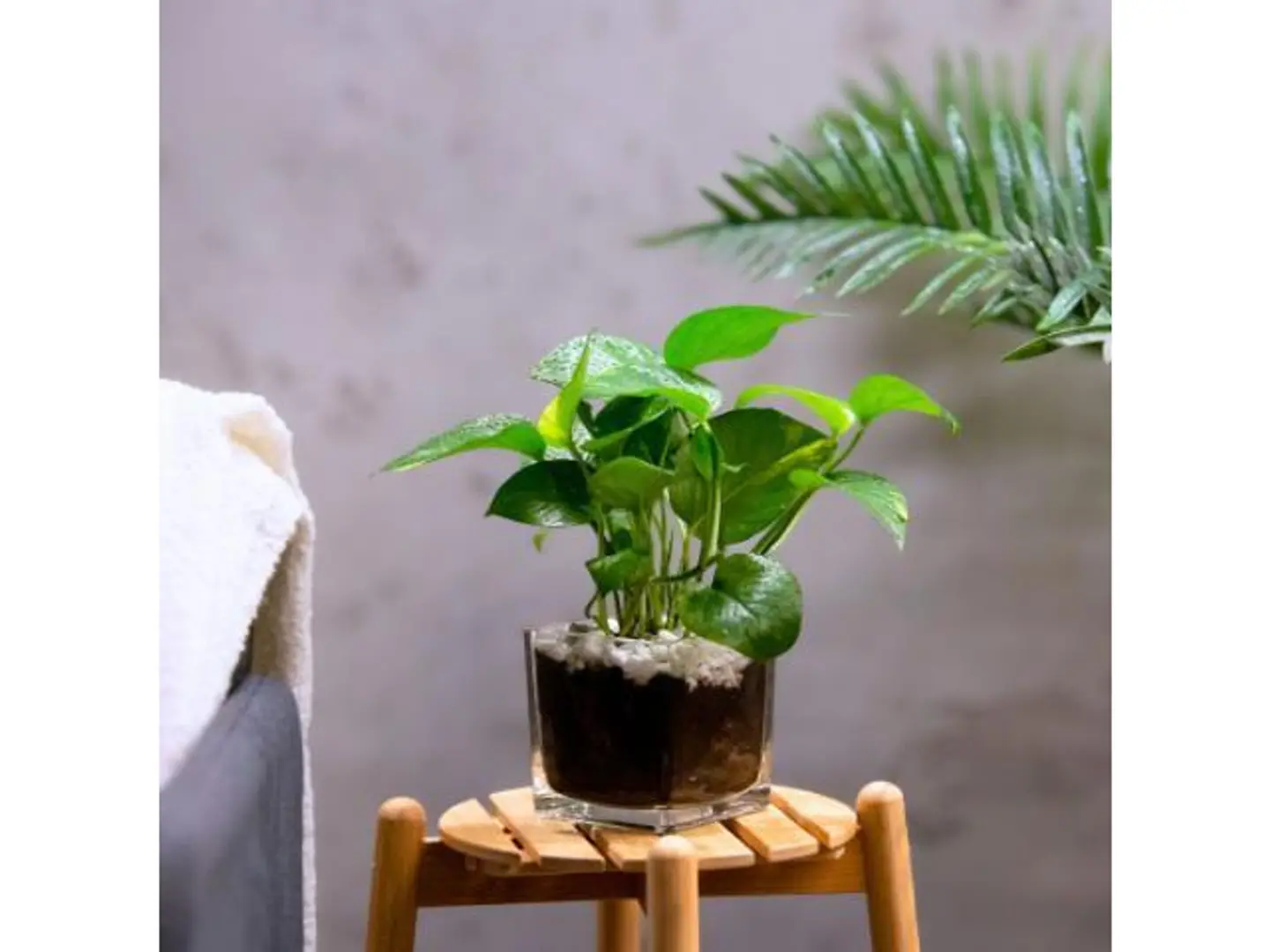 Mini Pothos Plant In Square Vase