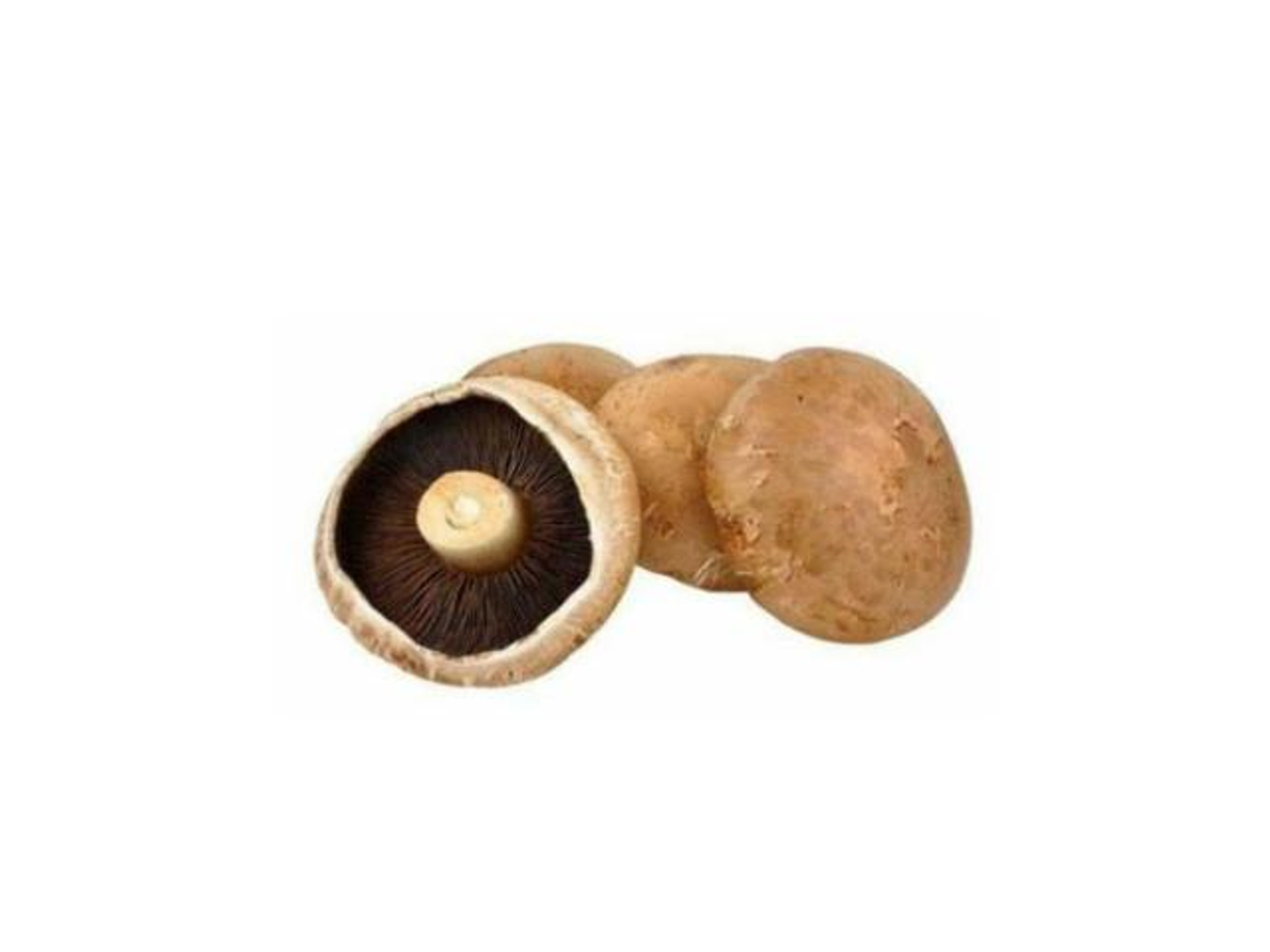 فطر بني علبة