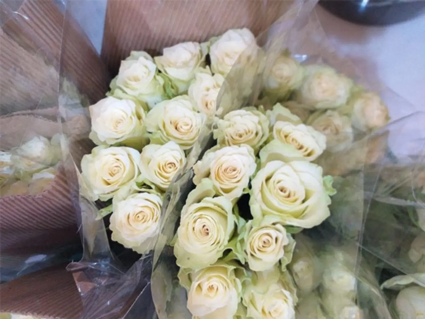 جوري ابيض بدون تغليف