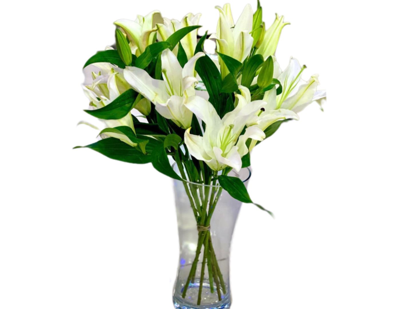 F44 Glass Casablanca White 7 Pic