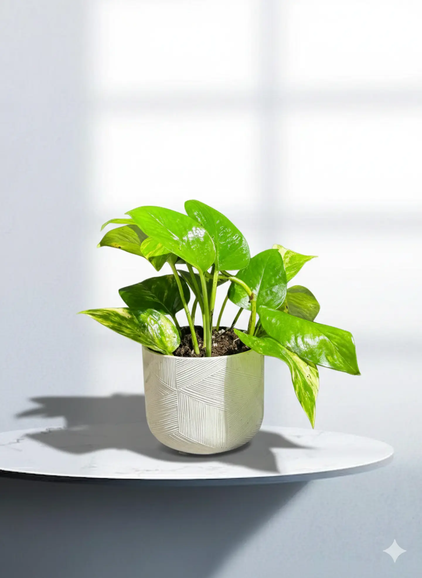 نبتة اسكندابسوس