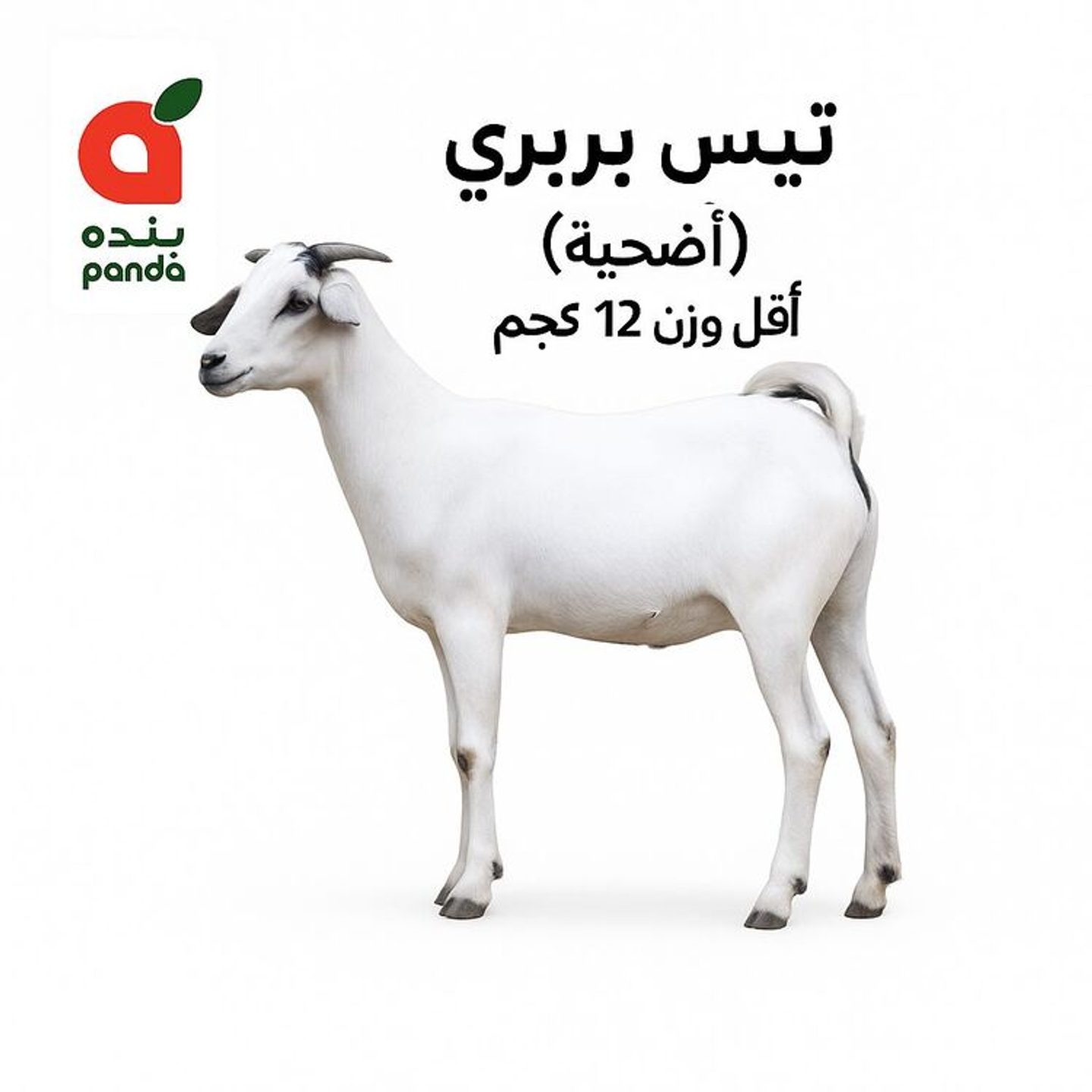 Fresh Barbary Goat (Adhia) Weight 12 Kg