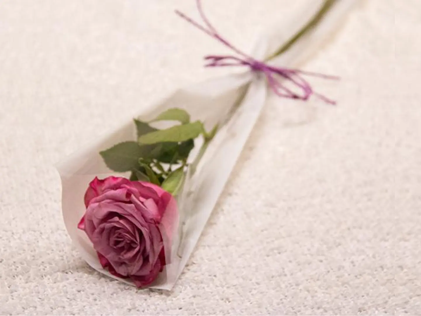 Purple Rose