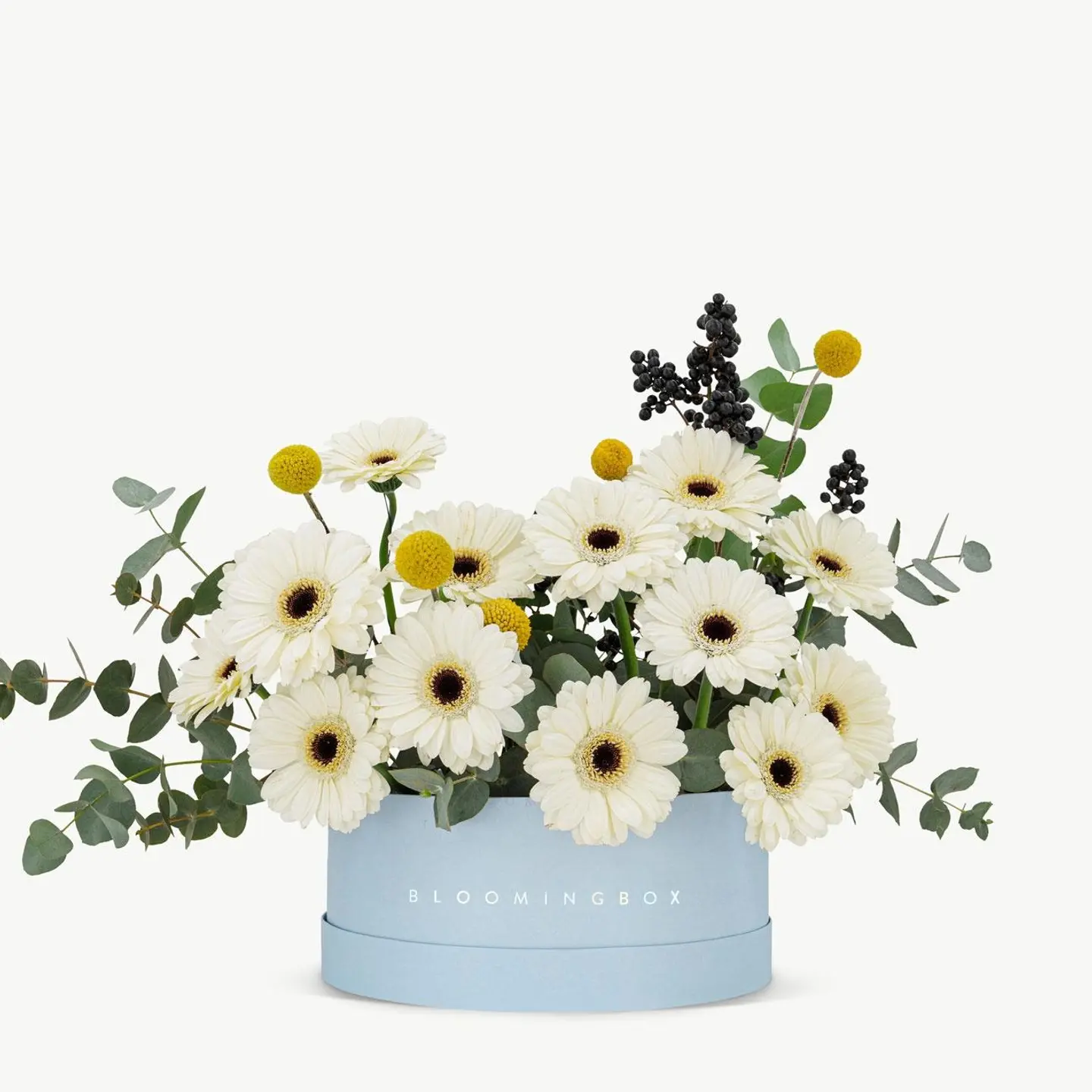 Cotton Blue Short Assortment