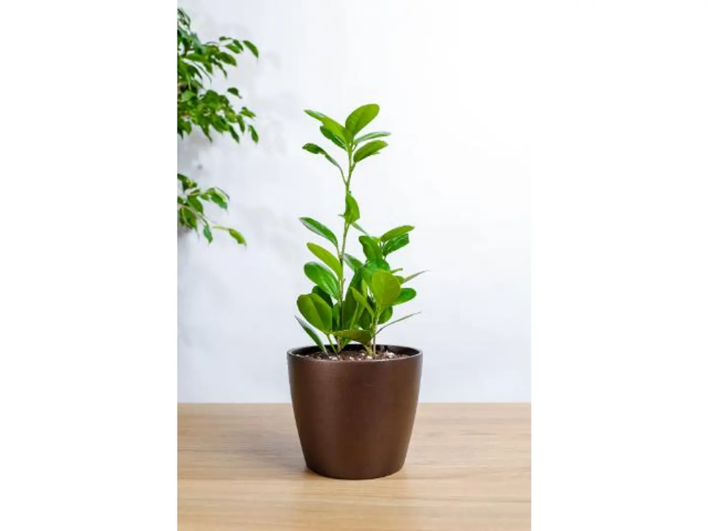Ficus Panda Plant In A Brown Marble Pot