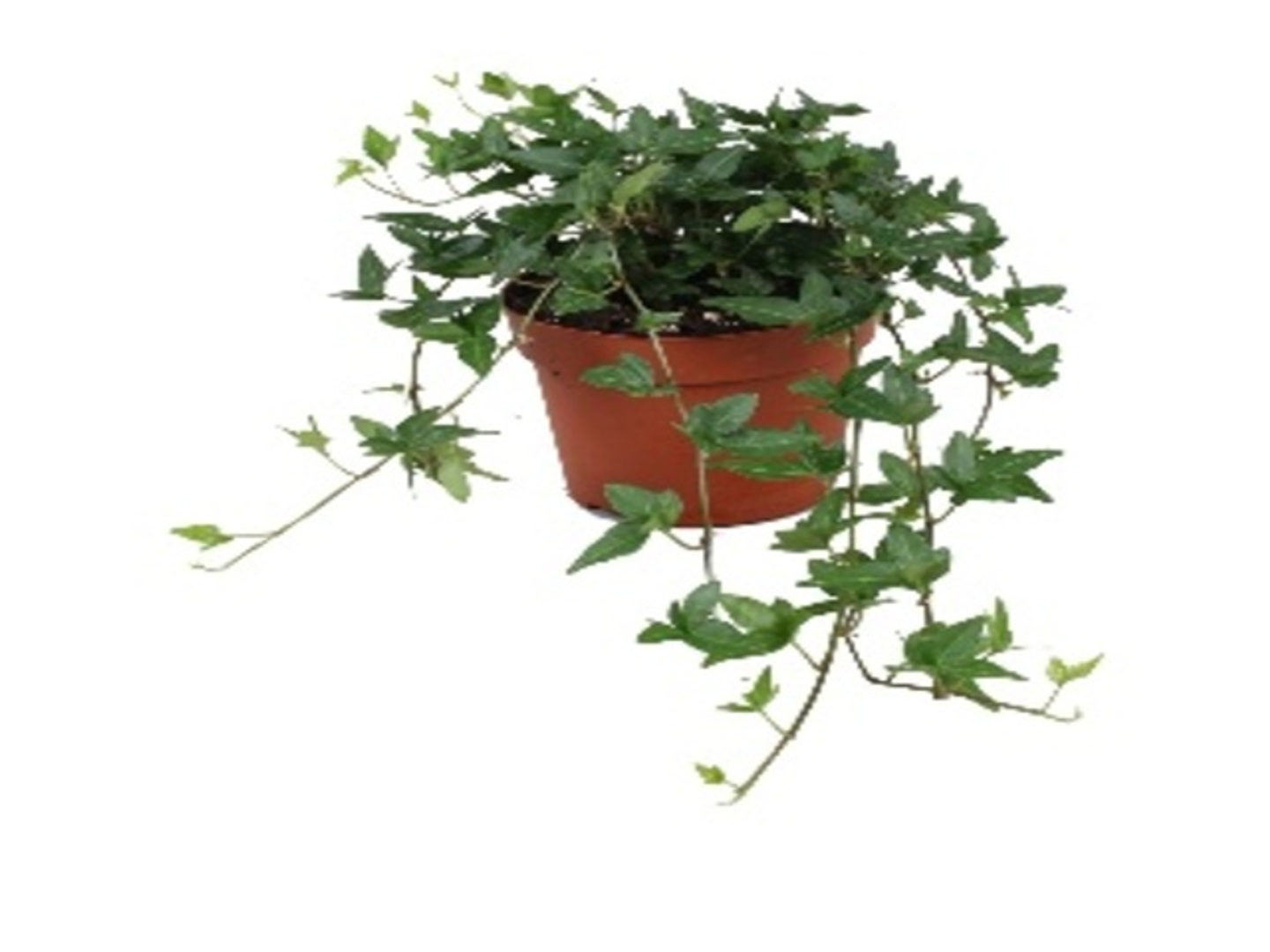 Hedera Helix Jessica P13 H25