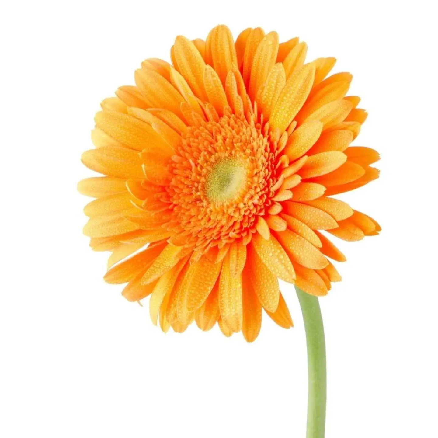 Orange Geravira By Piece