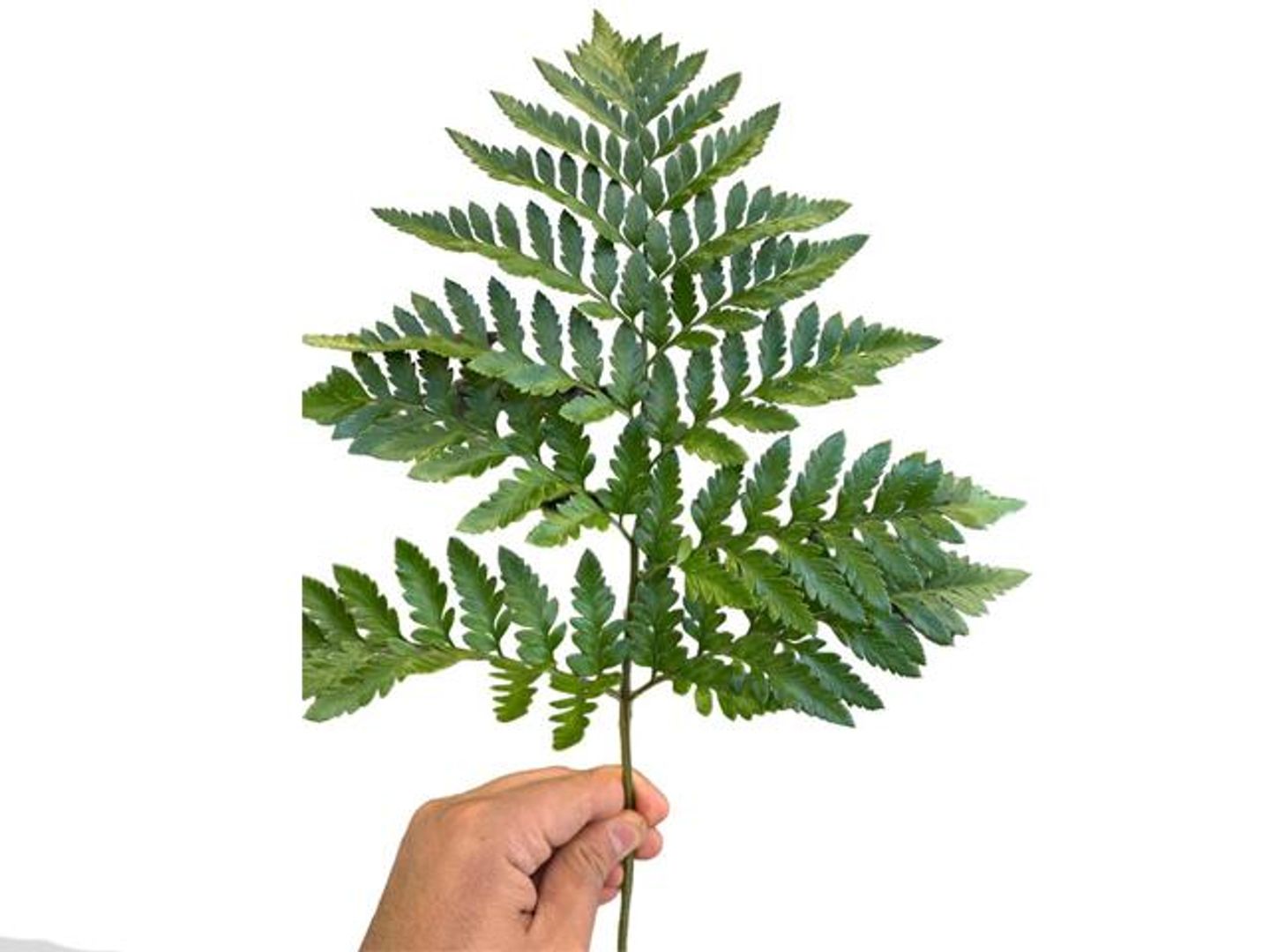 Vegetable Leaves 3 Pieces To Decorate The Natural Rose