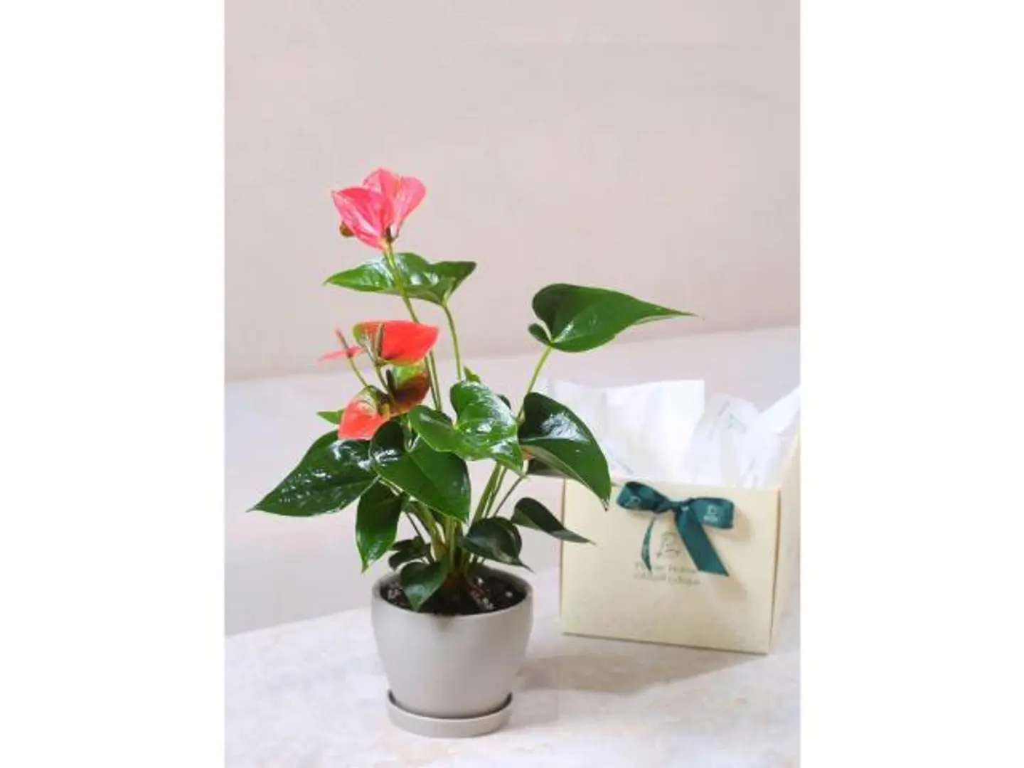 هدية انتوريوم وردي