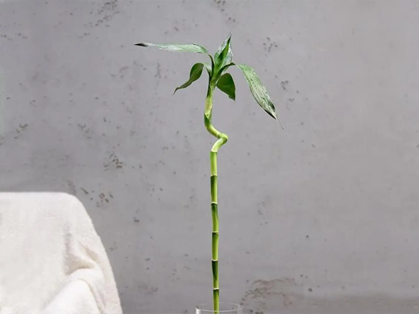 Bamboo Stem Plant