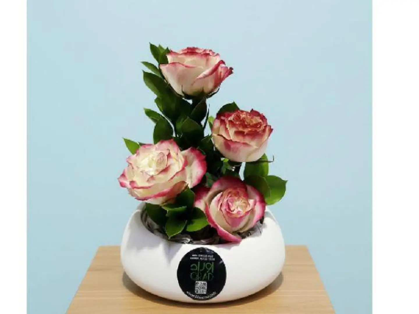 American Roses Show 441