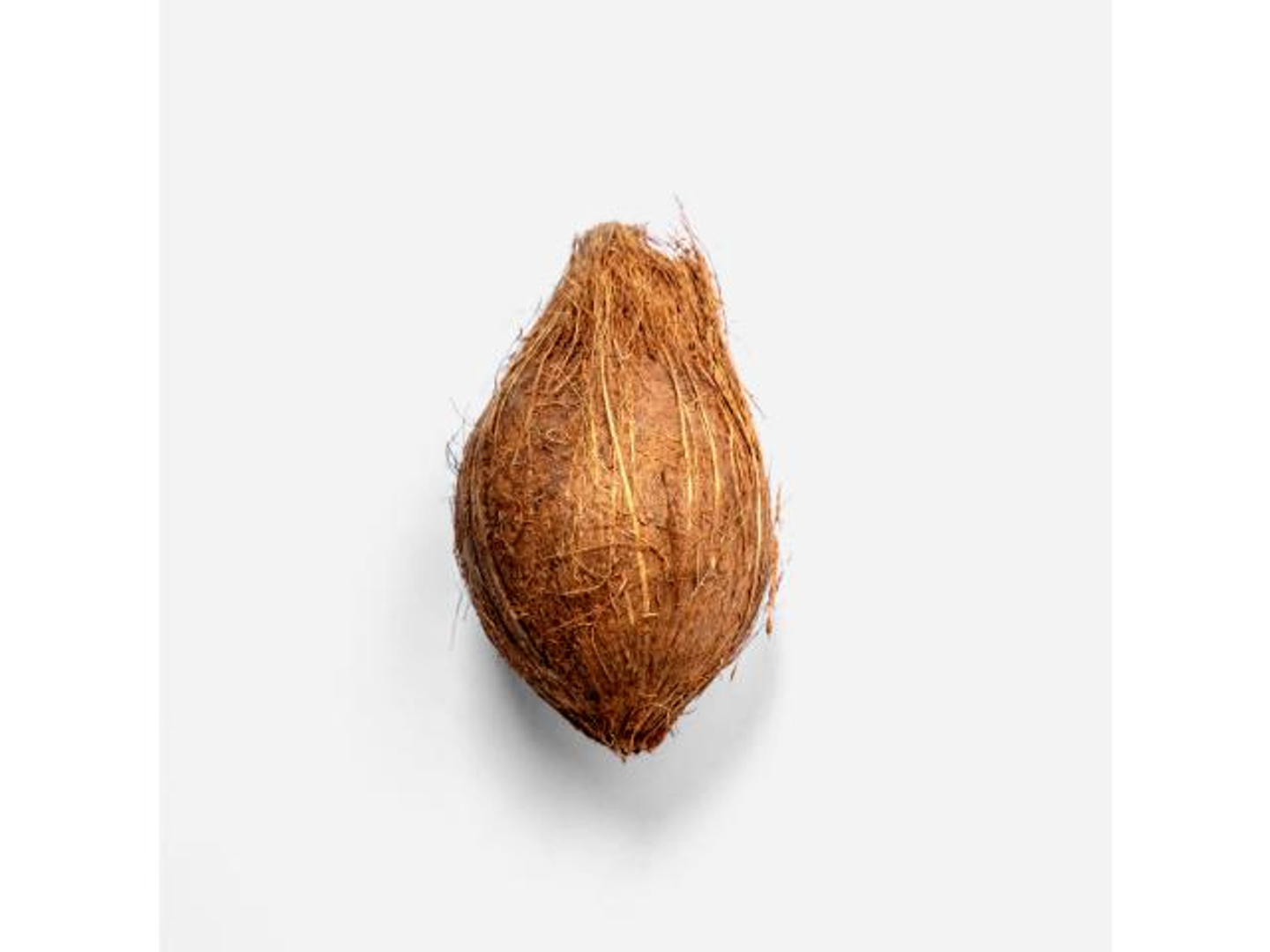 جوز الهند
