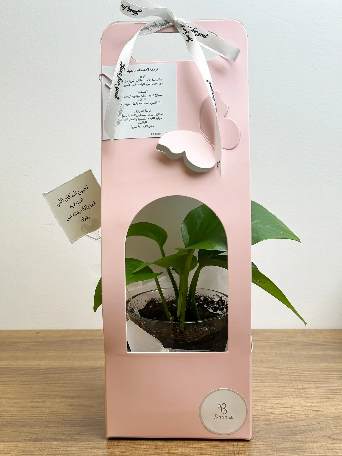 بوكس نبتة البوتس الوردي