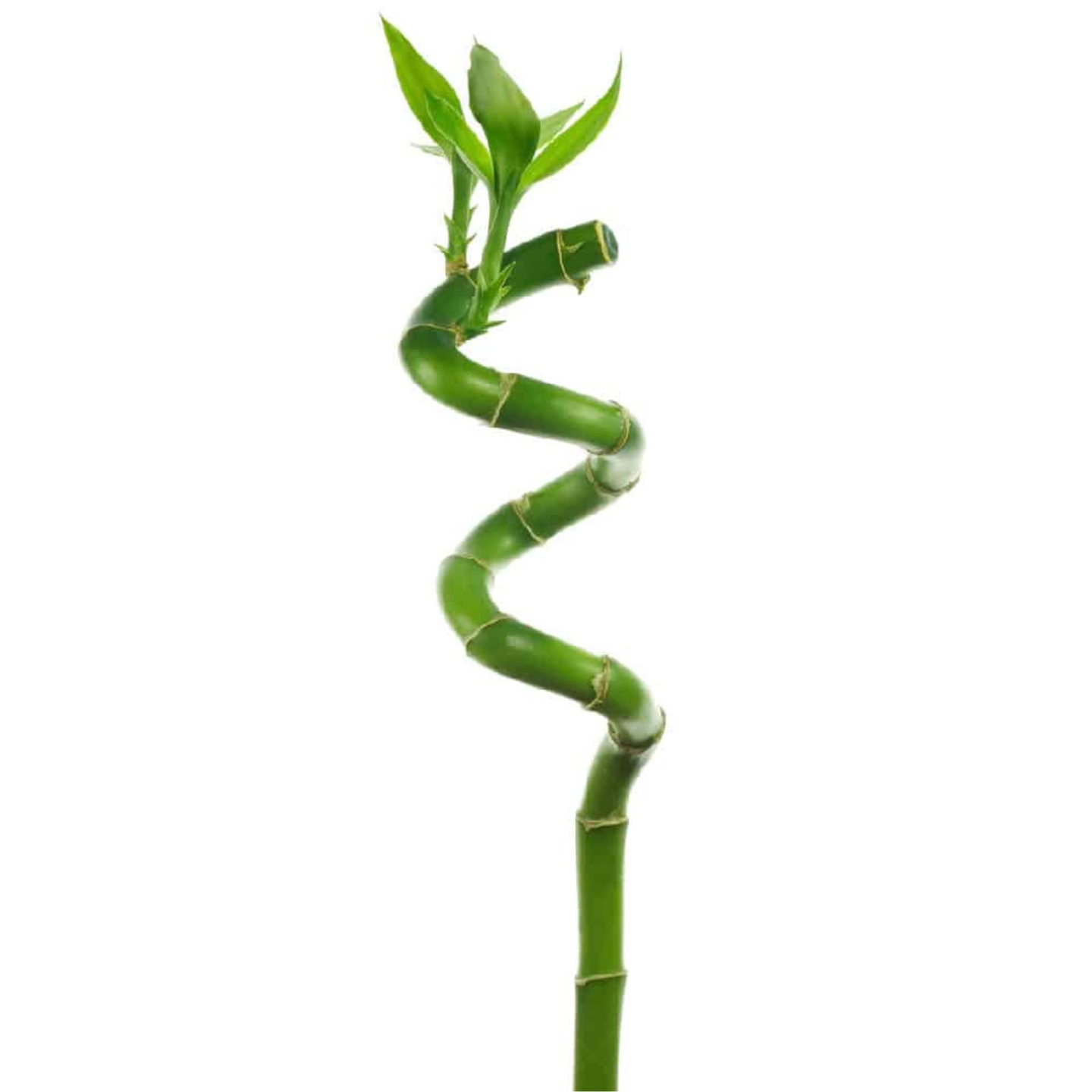 Bamboo