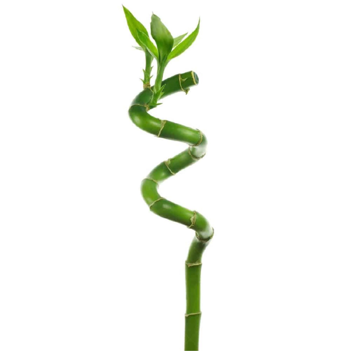 Bamboo
