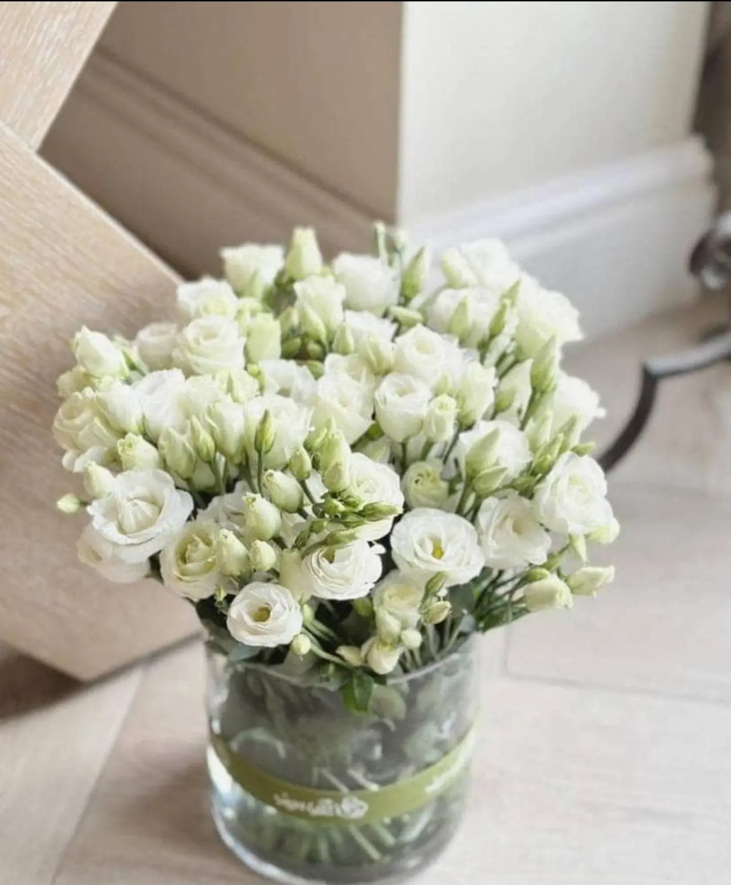 فارة استوما هولندي