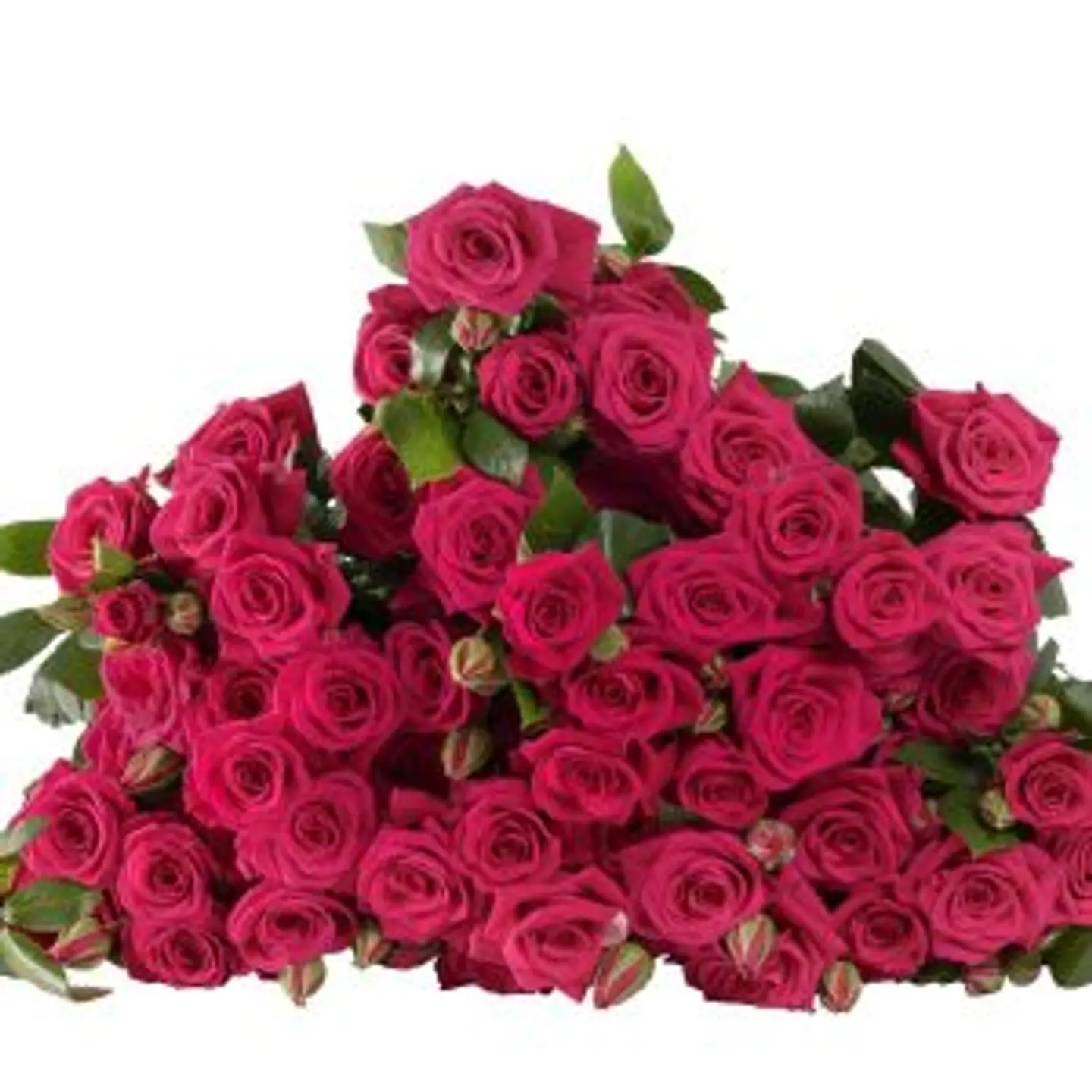 A5 Pink Spray Rose 10 Stem