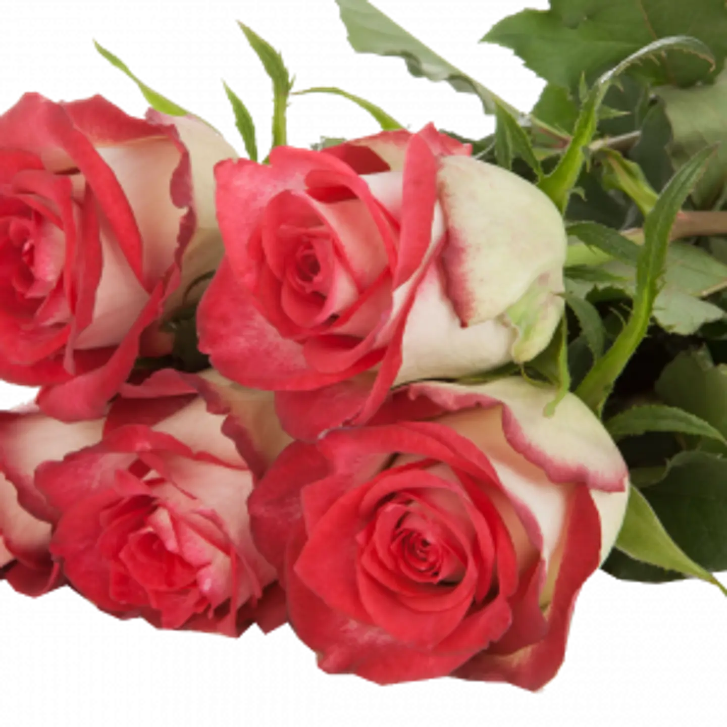 A34 Pink Rose 10 Stem