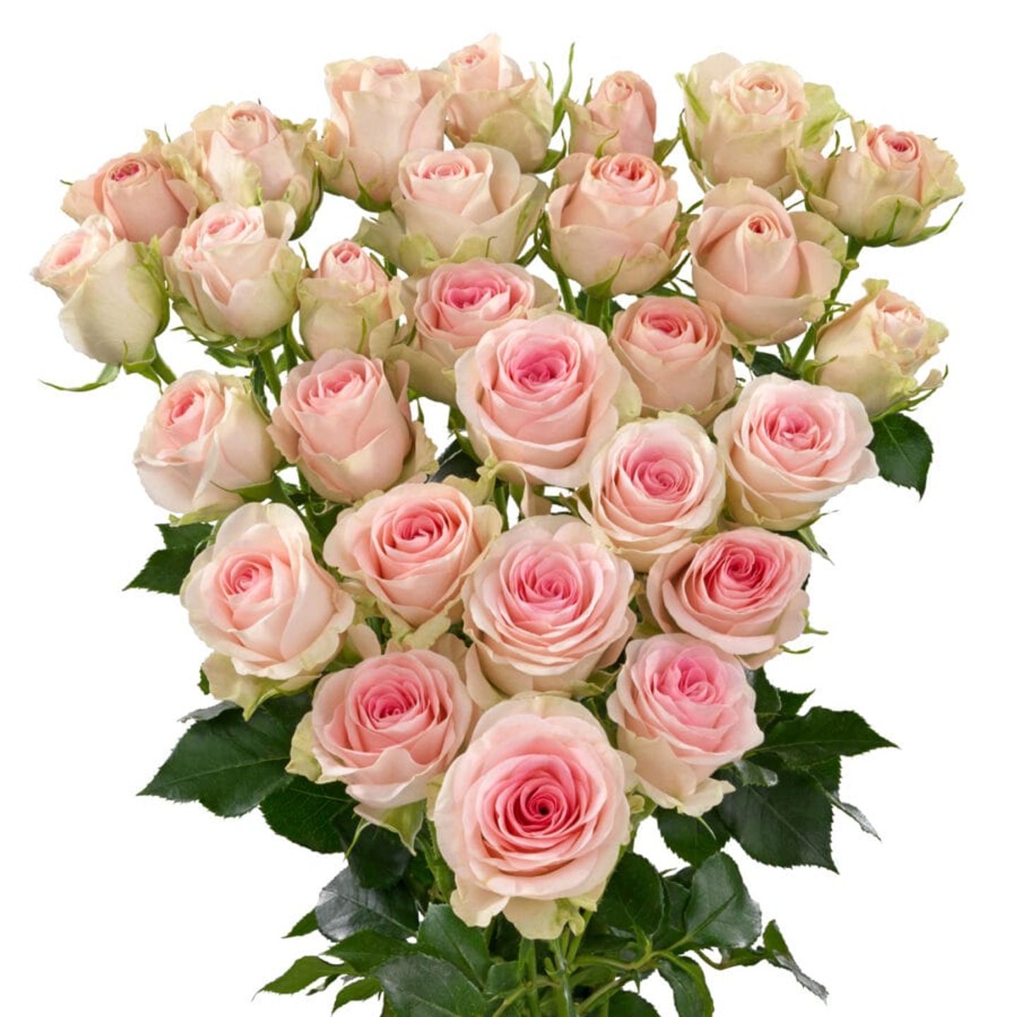 A22 Pink Spray Rose 10 Stem