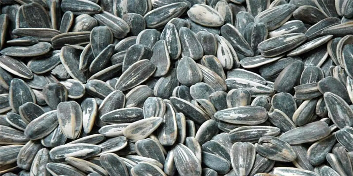 حب دوار الشمس