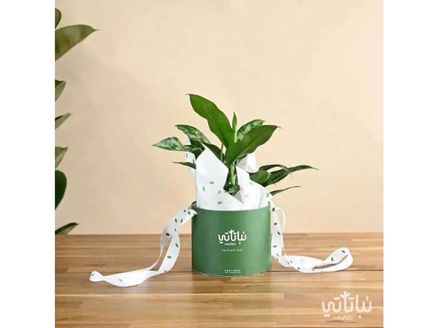 Aglaonema Gift Package
