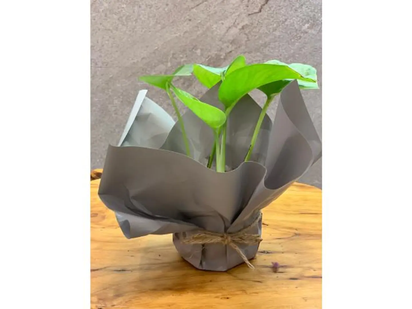 Gray Packaging Plant Pot