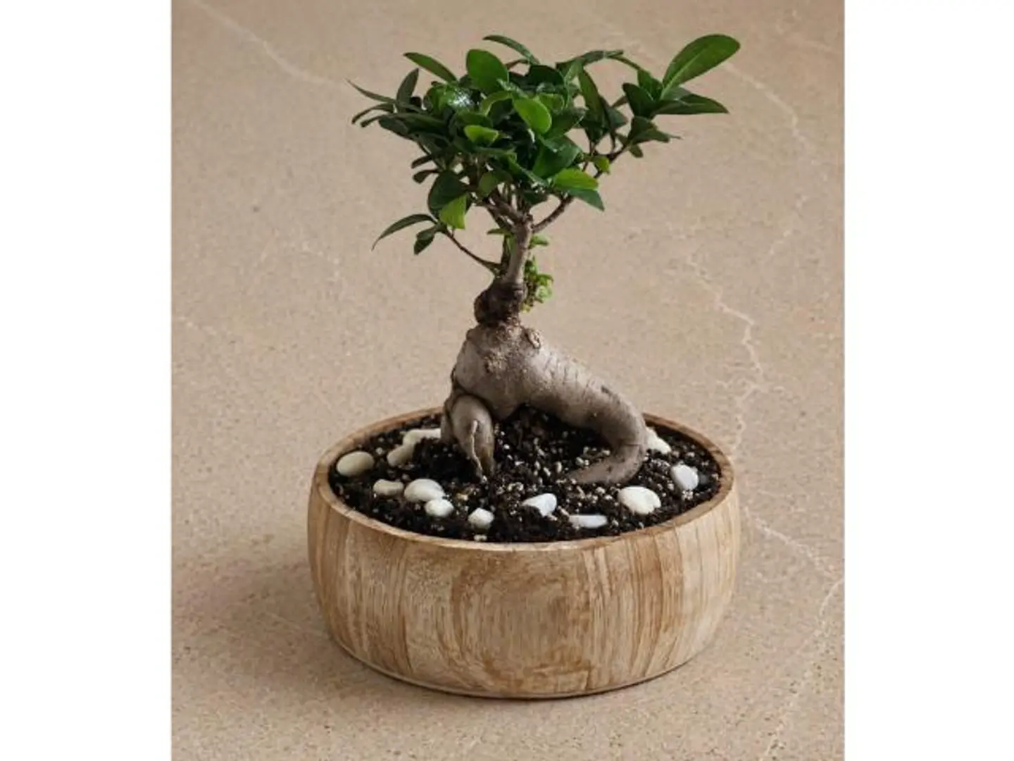 Bonsai Plant