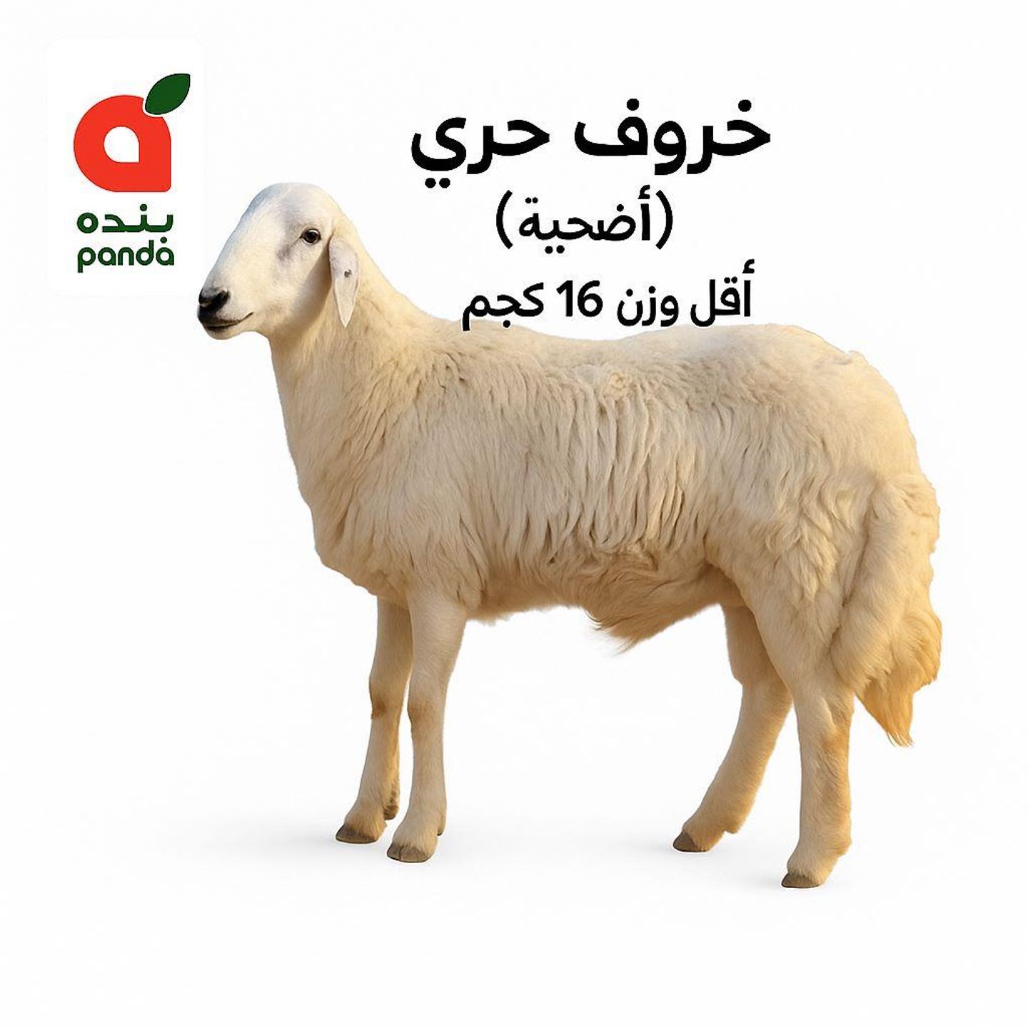 خروف حري أضحية