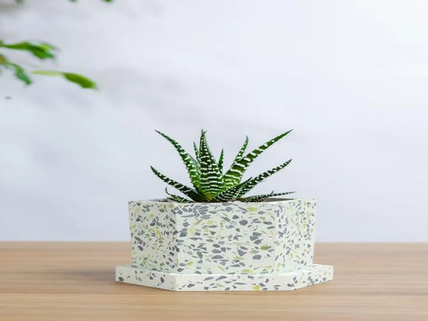 Tiger Skin Plant In A Black Ceramic Pot With A Wooden Base
