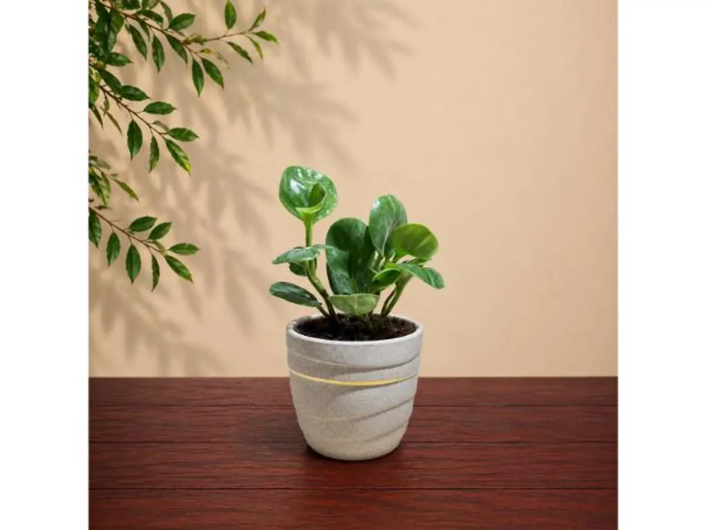 Peperomia