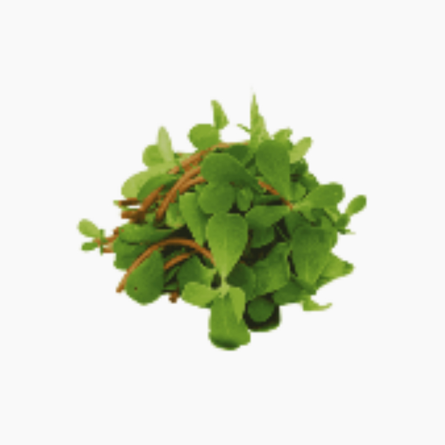 صحن رجلة عضوي