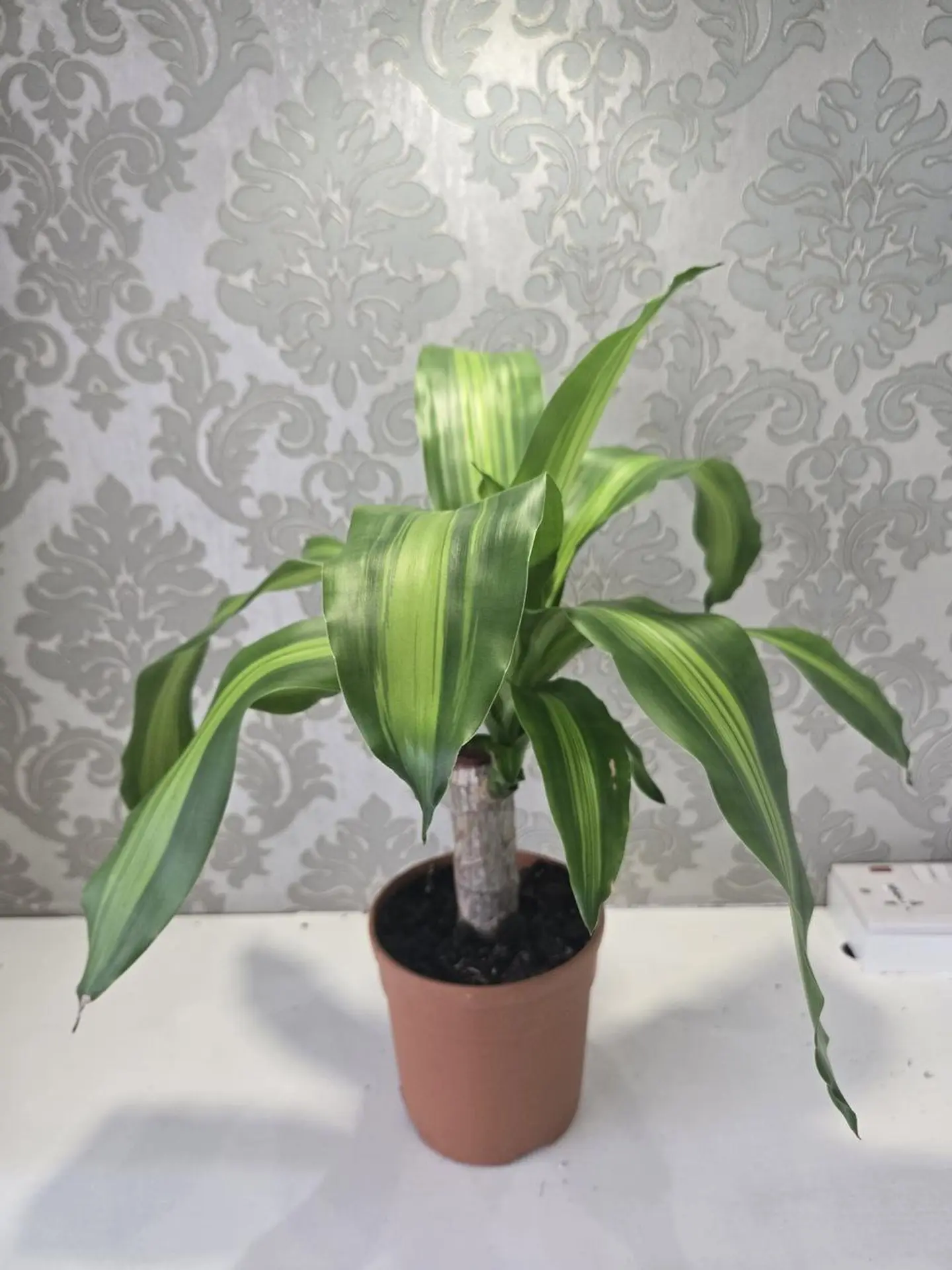 دراسينا ماسانجيانا