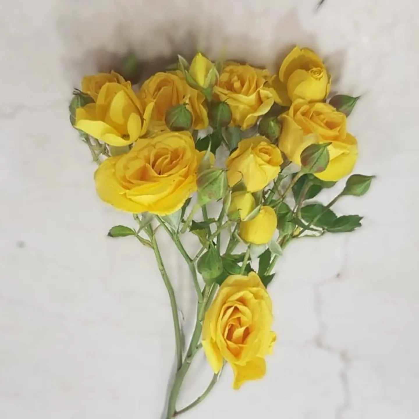 Yellow Baby Rose