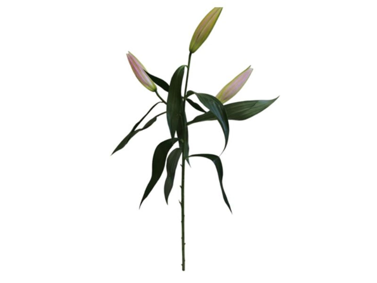Dutch Casablanca Twig With A Refreshing Scent