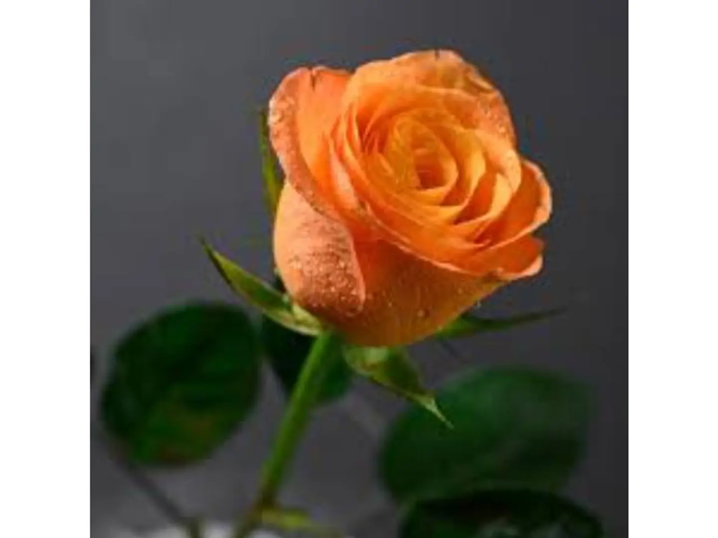 Orange Rose