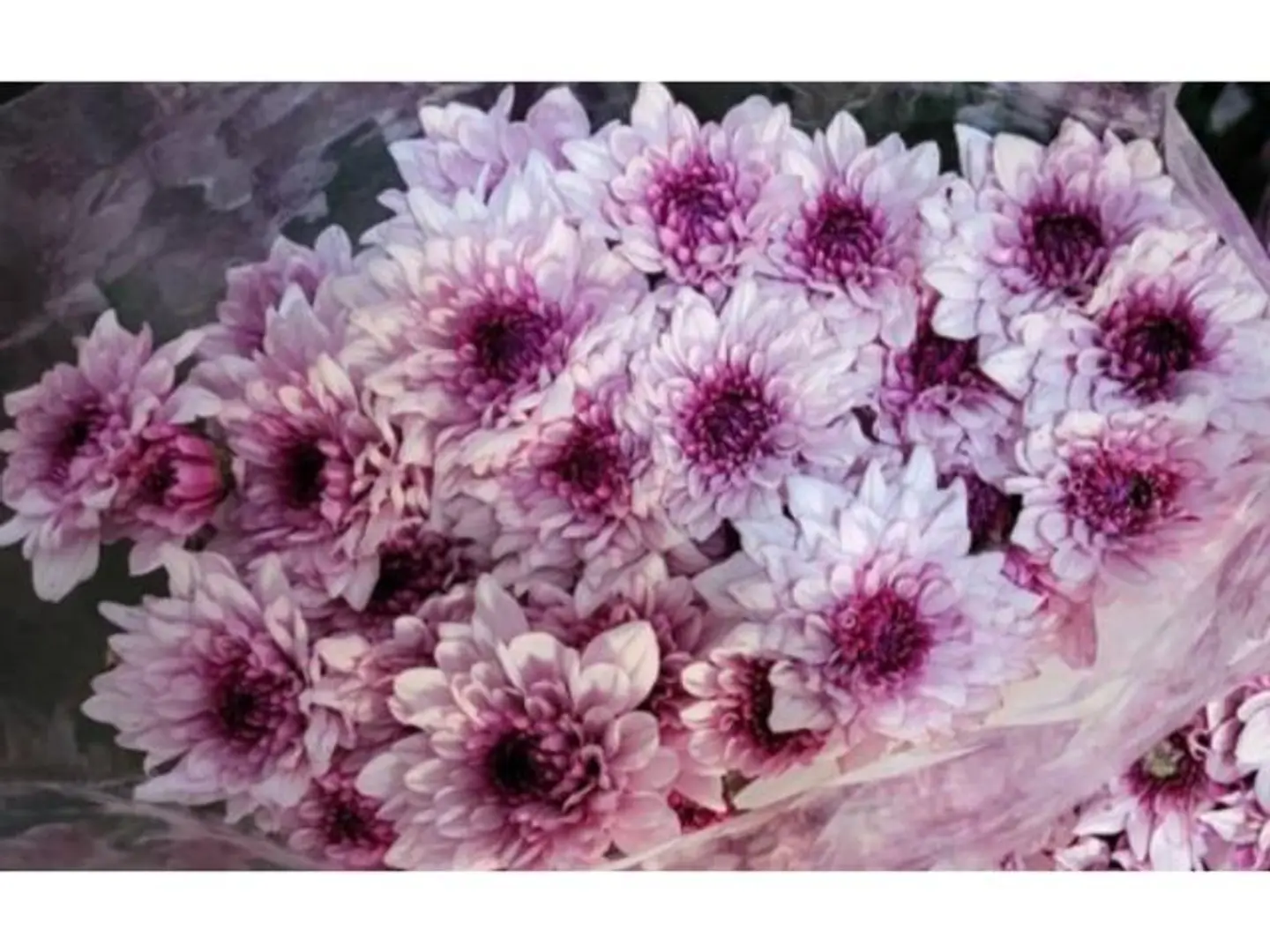 Craze Double Pink Color