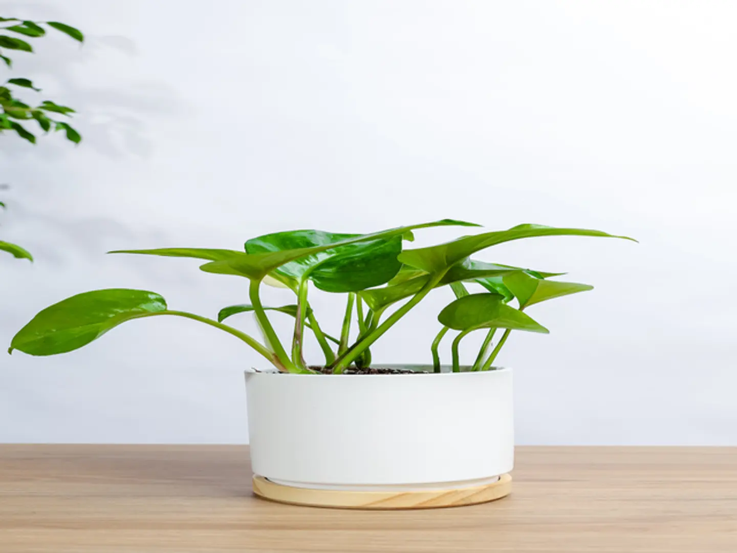 Gold Pothos Plant In A White Ceramic Pot With A Wooden Base