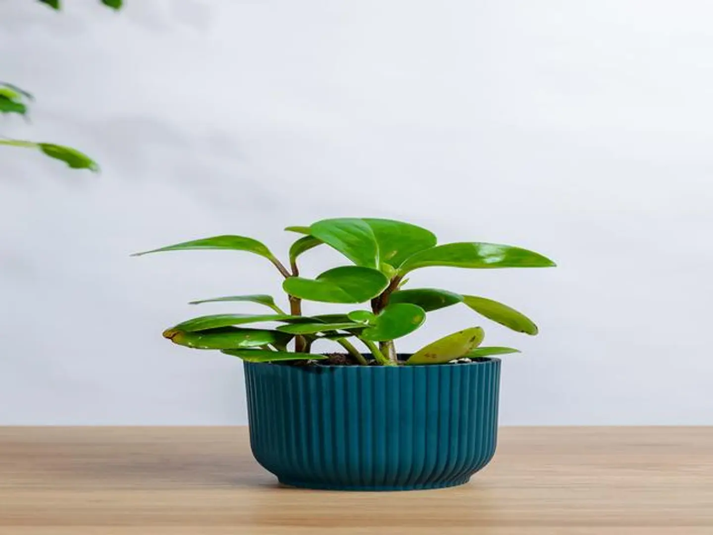Small Green Bromeliad Plant In A Blue Plastic Pot