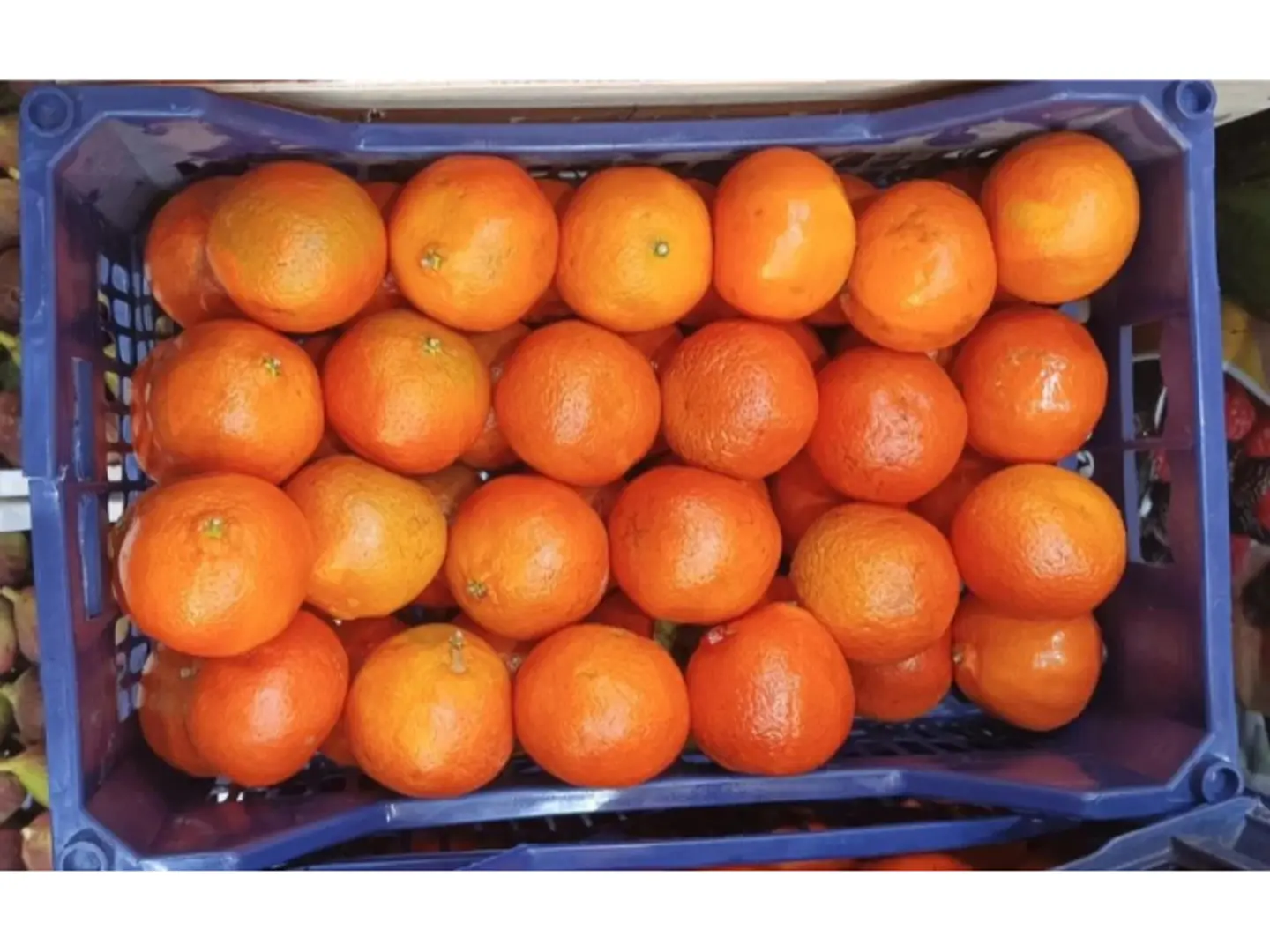 Egyptian Mandarin Basket